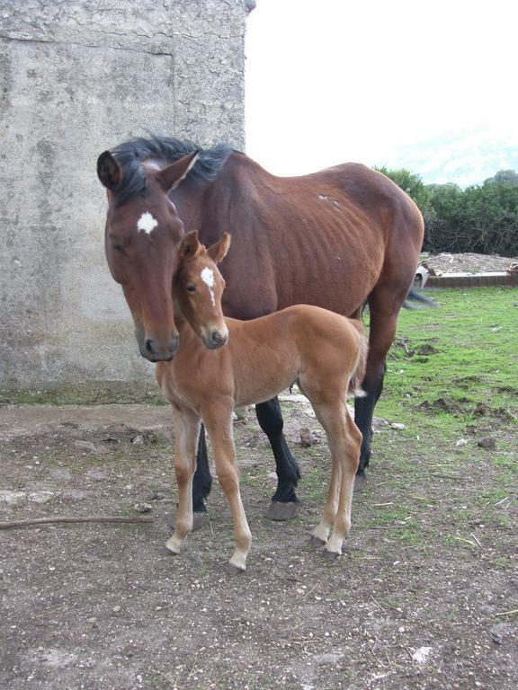 Agriturismo Su Nuragheddu Villa Galtellì Buitenkant foto