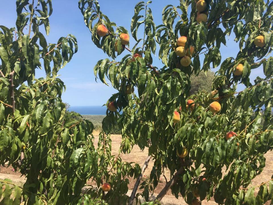 Agriturismo Su Nuragheddu Villa Galtellì Buitenkant foto